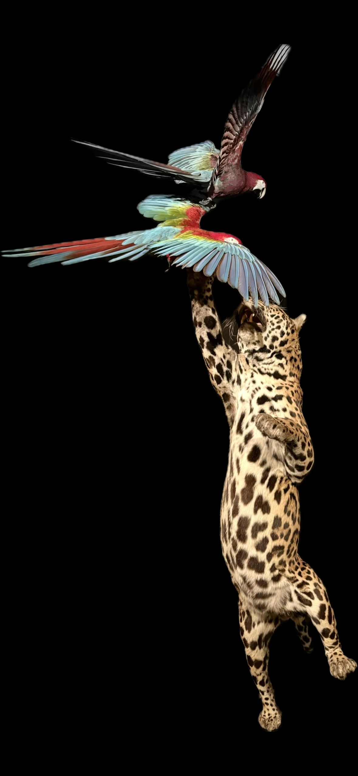 Präparat aus dem Naturkundemuseum